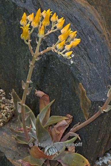 dudleya cymosa ssp cymosa 6 graphic